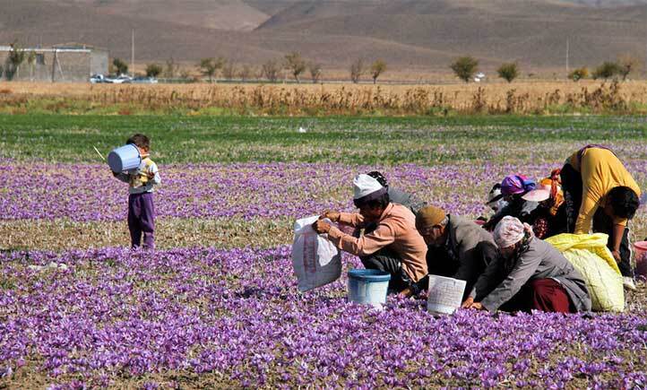 زعفران خراسان جنوبی رتبه اول کیفیت در کشور