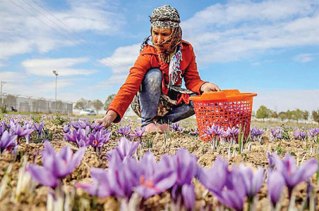 همایش ملی زعفران