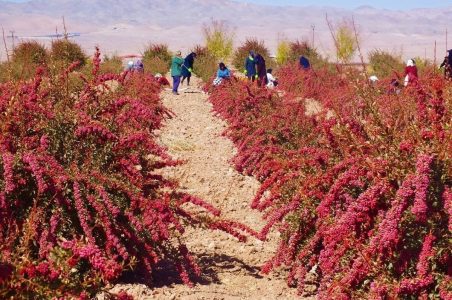 رنج زرشک کاران