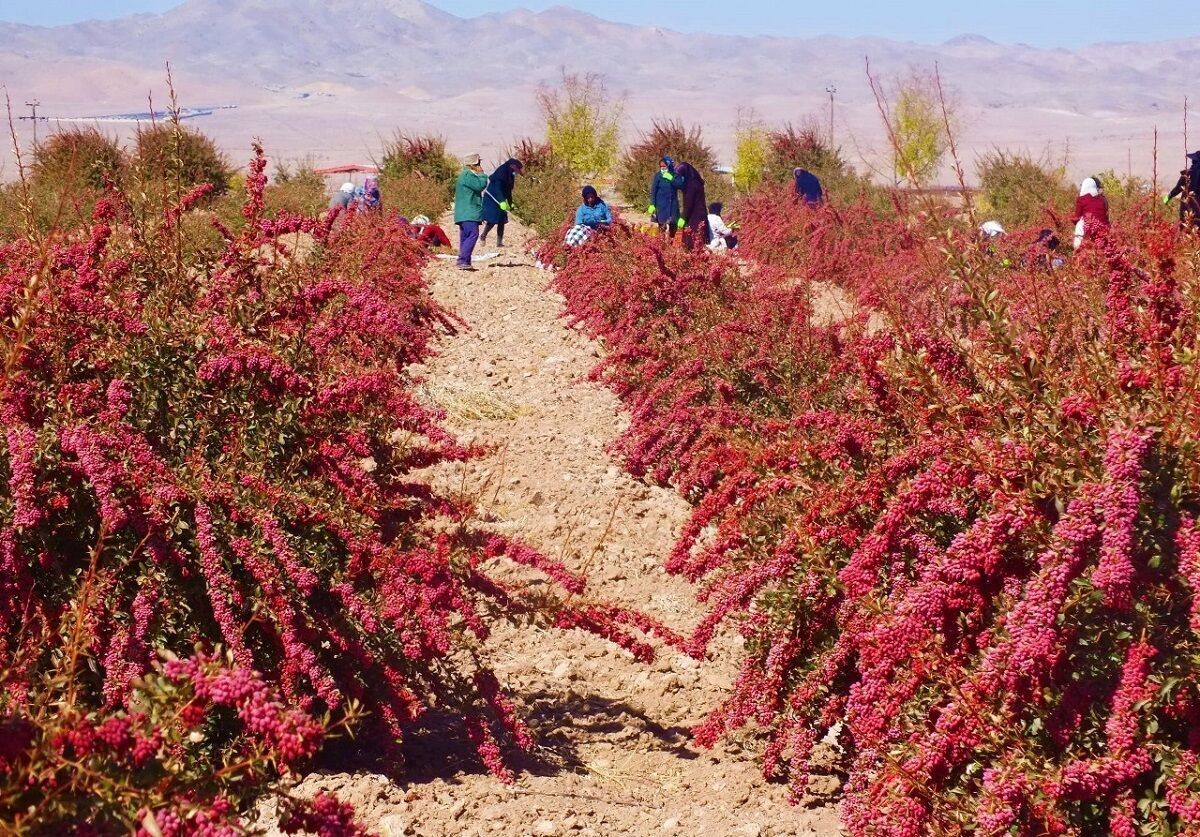 رنج زرشک کاران